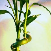 لاکی بامبو , Ribbon Dracaena , Belgian Evergreen , Ribbon Plant
